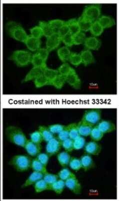 Immunocytochemistry/ Immunofluorescence: FRAT1 Antibody [NBP1-31213]