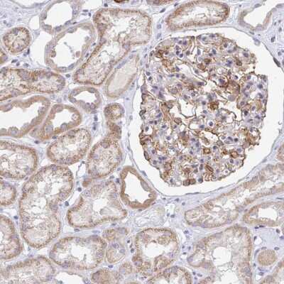 Immunohistochemistry-Paraffin: FRMD3 Antibody [NBP2-33879]
