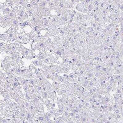 Immunohistochemistry-Paraffin: FRMD3 Antibody [NBP2-33879]