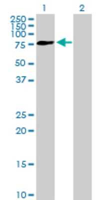 Western Blot: FRMD3 Antibody [H00257019-B01P]