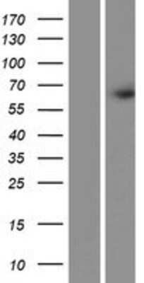 Western Blot: FRMD3 Overexpression Lysate [NBP2-05084]