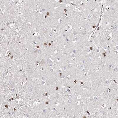 Immunohistochemistry-Paraffin: FRMD4A Antibody [NBP1-90807]