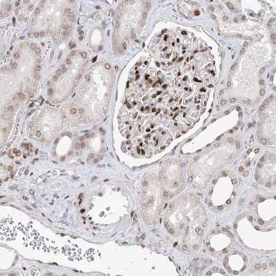 Immunohistochemistry-Paraffin: FRMD4A Antibody [NBP1-90807]