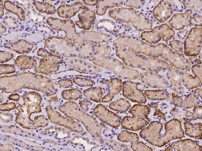 Immunohistochemistry-Paraffin: FRMD7 Antibody [NBP2-98115]