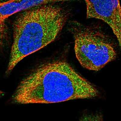 Immunocytochemistry/ Immunofluorescence: FRYL Antibody [NBP1-94070]
