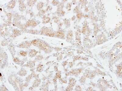Immunohistochemistry-Paraffin: Follistatin-like 1/FSTL1 Antibody [NBP2-16539]