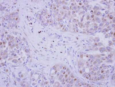 Immunohistochemistry-Paraffin: Follistatin-like 1/FSTL1 Antibody [NBP2-16541]