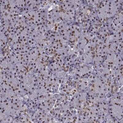 Immunohistochemistry-Paraffin: FTO Antibody [NBP2-62659]