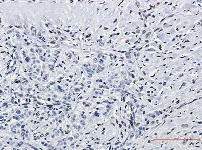 Immunohistochemistry-Paraffin: FTO Antibody (S04-1F7) [NBP3-14933]