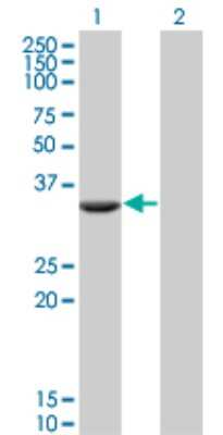 Western Blot: FTS Antibody (2A11) [H00064400-M02]