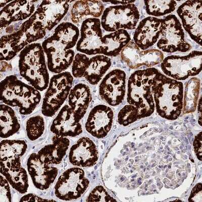 Immunohistochemistry-Paraffin: FTS Antibody [NBP2-14278]