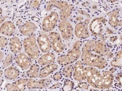 Immunohistochemistry-Paraffin: FTS Antibody [NBP2-97179]