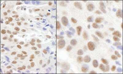 Immunohistochemistry-Paraffin: FTSJD2 Antibody [NB100-79786]