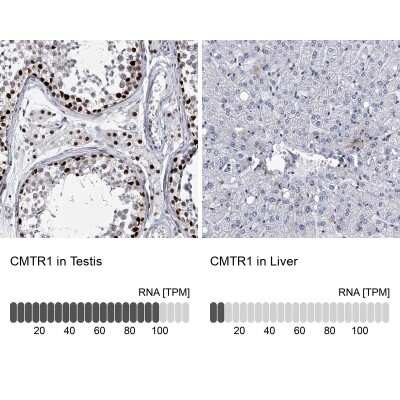 Immunohistochemistry-Paraffin: FTSJD2 Antibody [NBP1-83048]