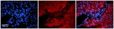 Immunohistochemistry: FUBI/MNSF beta/FAU Antibody [NBP1-55090]