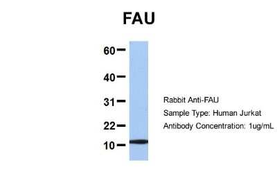 Western Blot: FUBI/MNSF beta/FAU Antibody [NBP1-55090]