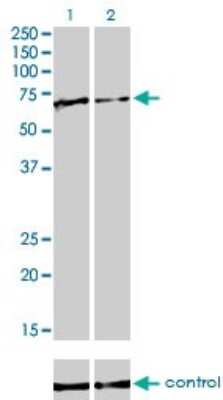 Western Blot: FUBP1 Antibody (3H4) [H00008880-M01]