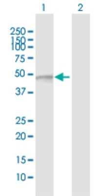 Western Blot: FUCA2 Antibody [H00002519-D01P]