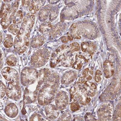 Immunohistochemistry-Paraffin: FUNDC1 Antibody [NBP1-81063]