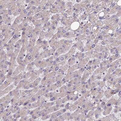Immunohistochemistry-Paraffin: FUNDC1 Antibody [NBP1-81063]