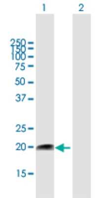 Western Blot: FUNDC2 Antibody [H00065991-B02P]