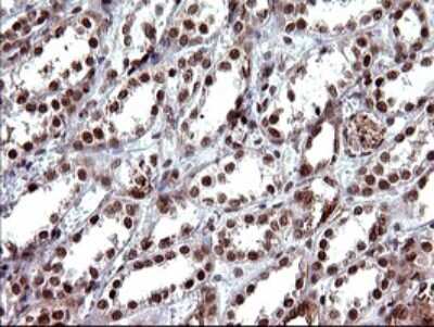 Immunohistochemistry: FUR1 Antibody (OTI2D1) [NBP2-46297]