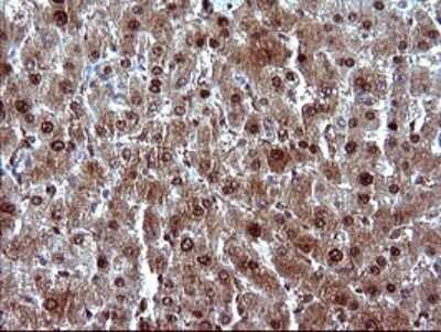 Immunohistochemistry: FUR1 Antibody (OTI2D1) [NBP2-46297]