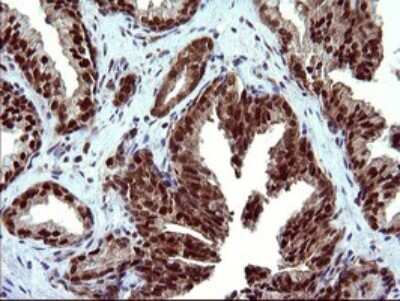 Immunohistochemistry: FUR1 Antibody (OTI2D1) [NBP2-46297]