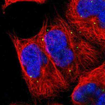 Immunocytochemistry/ Immunofluorescence: FUR1 Antibody [NBP1-87979]