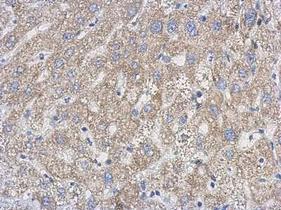 Immunohistochemistry-Paraffin: FUR1 Antibody [NBP2-16547]