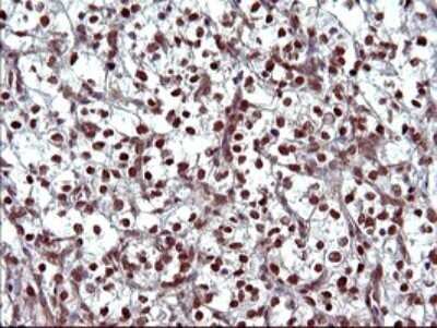 Immunohistochemistry: FUR1 Antibody (OTI2D1) - Azide and BSA Free [NBP2-72399]