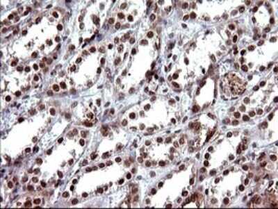 Immunohistochemistry: FUR1 Antibody (OTI2D1) - Azide and BSA Free [NBP2-72399]