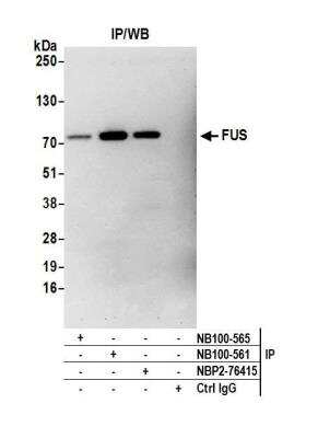 Immunoprecipitation: FUS Antibody [NB100-565]