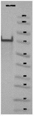 SDS-PAGE: Recombinant Human FUS His Protein [NBP1-42462]