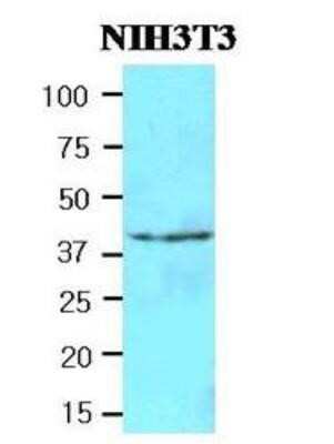 Western Blot: FUS2 Antibody (2F4)BSA Free [NBP1-41157]