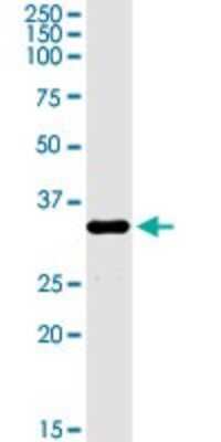 Western Blot: FUS2 Antibody [H00024142-D01P]