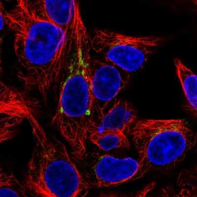 Immunocytochemistry/ Immunofluorescence: FUT6 Antibody [NBP2-55006]
