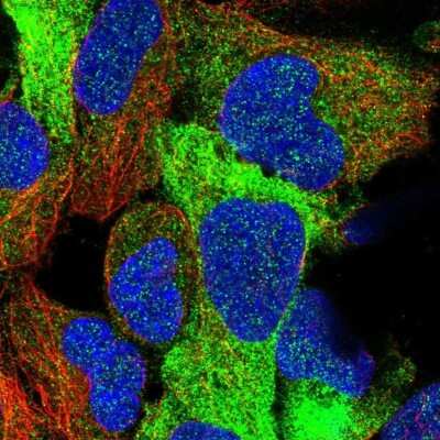 Immunocytochemistry/ Immunofluorescence: FUZ Antibody [NBP1-82112]