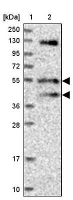Western Blot: FUZ Antibody [NBP1-82111]