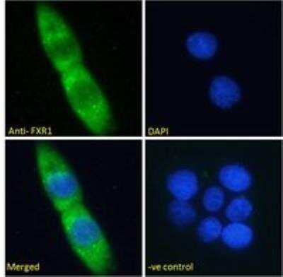 Immunocytochemistry/ Immunofluorescence: FXR1 Antibody [NB100-41388]