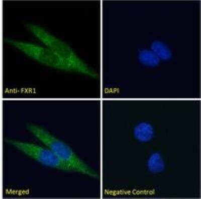 Immunocytochemistry/ Immunofluorescence: FXR1 Antibody [NB100-41388]