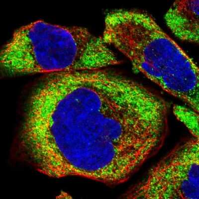 Immunocytochemistry/ Immunofluorescence: FXR1 Antibody [NBP1-89546]
