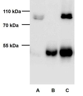 Immunoprecipitation: FXR1 Antibody [NBP2-22246]