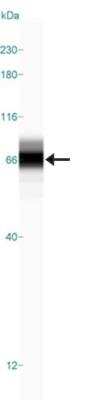 Simple Western: FXR1 Antibody [NBP1-89546]