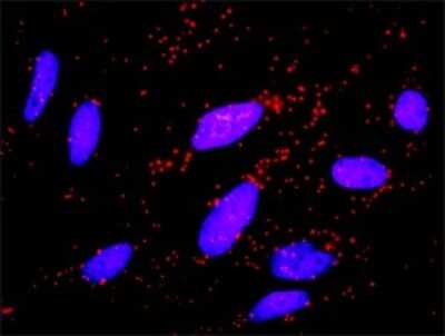 Proximity Ligation Assay: FZR1/CDH1 Antibody (4C4) [H00051343-M02]