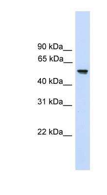 Western Blot: FZR1/CDH1 Antibody [NBP1-56976]