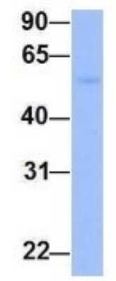 Western Blot: FZR1/CDH1 Antibody [NBP1-56976]