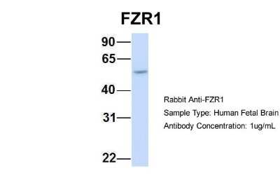 Western Blot: FZR1/CDH1 Antibody [NBP1-56976]