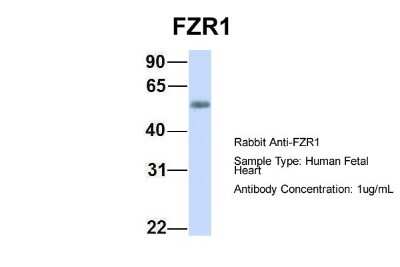 Western Blot: FZR1/CDH1 Antibody [NBP1-56976]