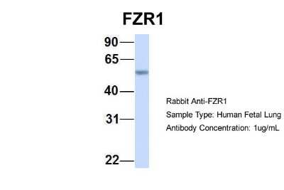 Western Blot: FZR1/CDH1 Antibody [NBP1-56976]
